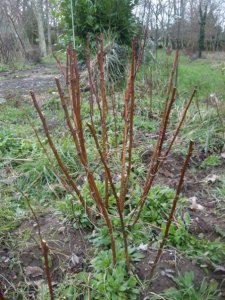 Les framboisiers après la taille